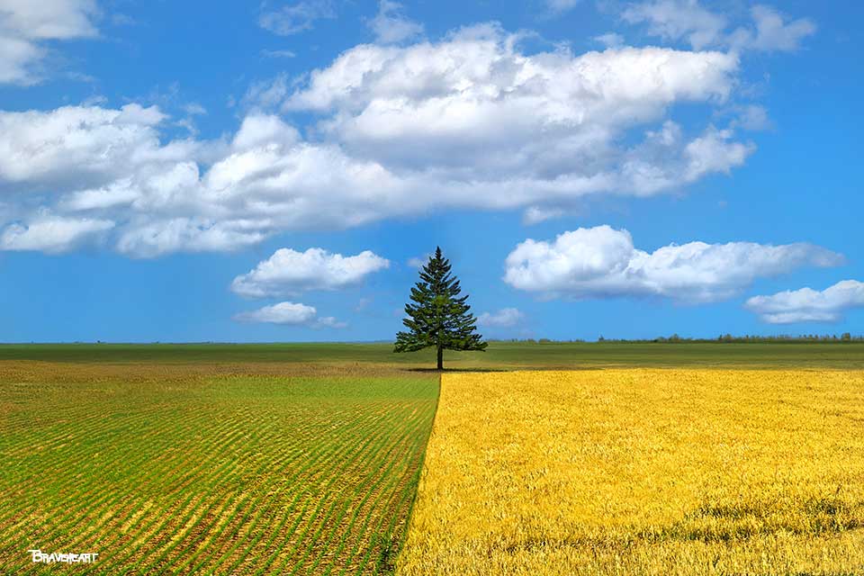 A farm scene of perfectly divided crops