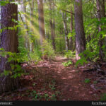 Resilience Preserve