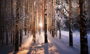 The Sound of Snow