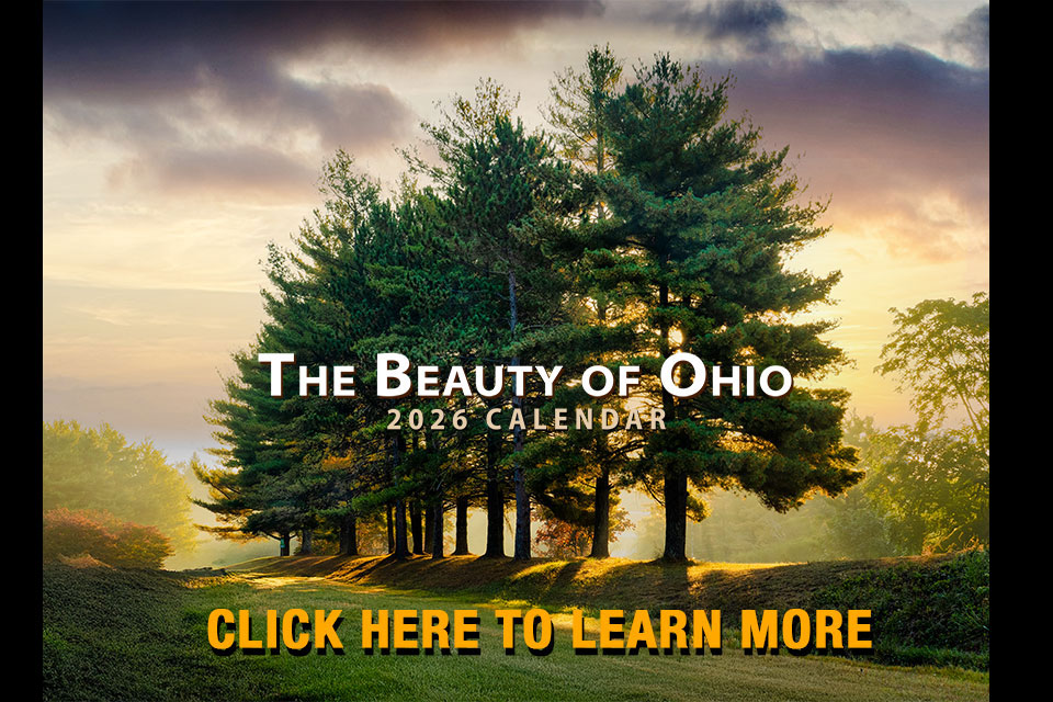 Aspen Dawn (Aspen trees at sunrise in Winter)