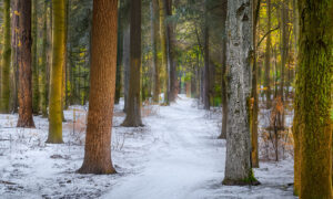 The Way Home